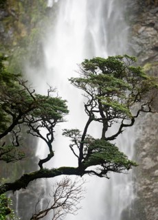 Branch of a tree in front of waterfall