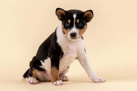 Basenji or Congo Terrier (Canis lupus familiaris)