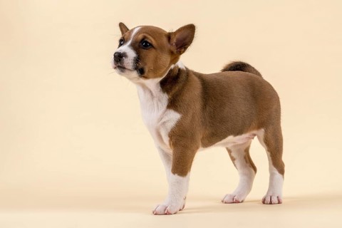 Basenji or Congo Terrier (Canis lupus familiaris)