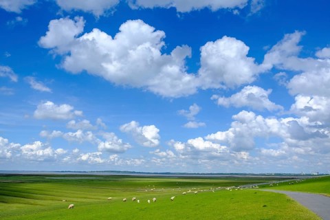 Sheep at North Sea dike with salt marshes