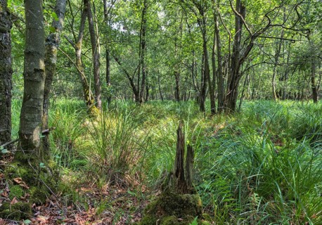 Summer floodplain forest with Greater Tussock Sedge (Carex paniculata) and Black alder (Alnus glutinosa)