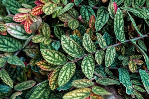 Green and purple patterned leaves