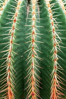 Golden Barrel Cactus or (Echinocactus grusonii)