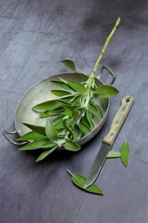 Sage branch in shell