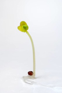 Broccoli shoot
