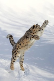 Snow leopard