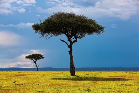 Umbrella acacia (Mimosoideae)