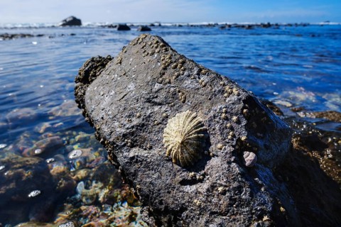 Limpet (Patellidae) on stone in surf zone