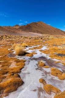 Peruvian feathergrass landscape with feather grass (jarava ichu)