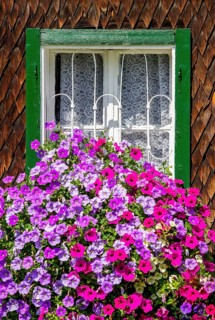 Purple and pink Surfinia (Petunia Surfinia)