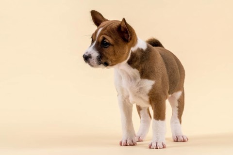Basenji or Congo Terrier (Canis lupus familiaris)