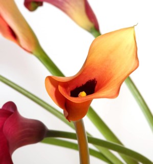 Arum lily (Zantedeschia)