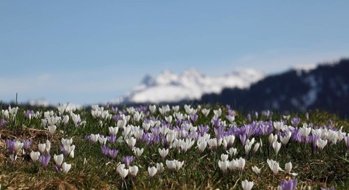 Crocus flower (Crocus) in the Allgaeu Alps