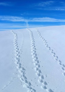 Snowshoe trails on the Heuberg