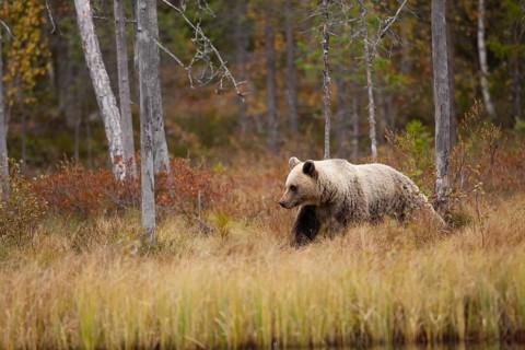 Brown bear (Ursus arctos)