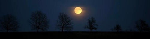 Full moon behind a row of trees