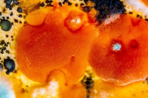 Mould