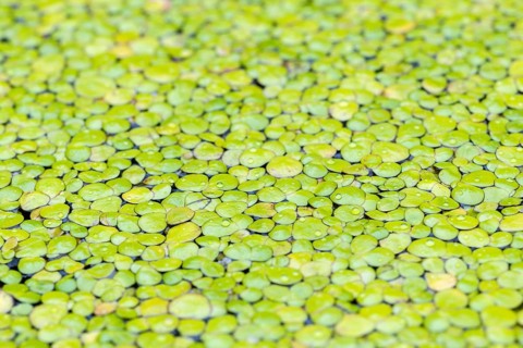 Common duckweeds (Lemna minor)