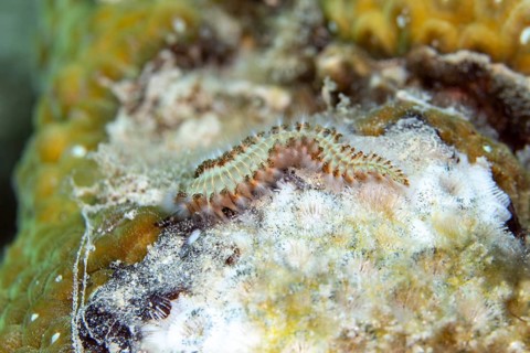 Bearded fireworm