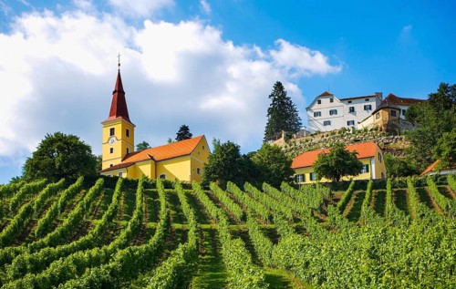 Vineyard with Kapfenstein Castle