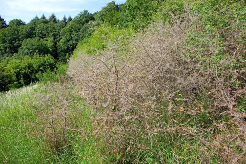 Ermine moths (Yponomeutidae) cover a Blackthorn hedge (Prunus spinosa) with spun yarn