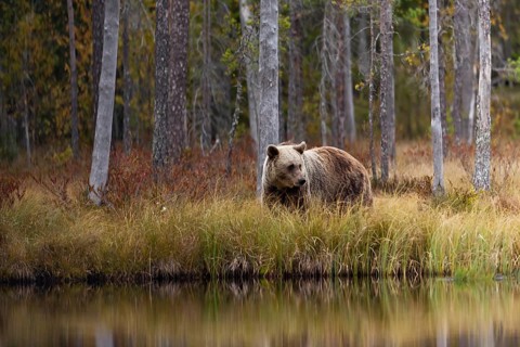 Brown bear (Ursus arctos) in autumn forest