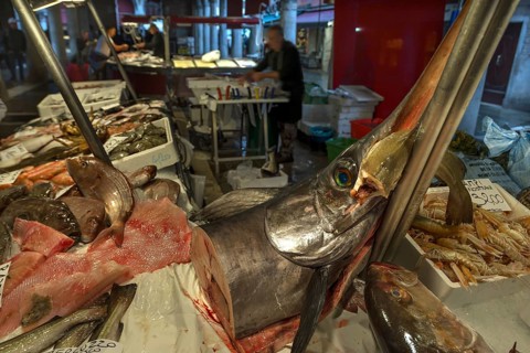 Fresh Swordfish (Xiphias gladius)