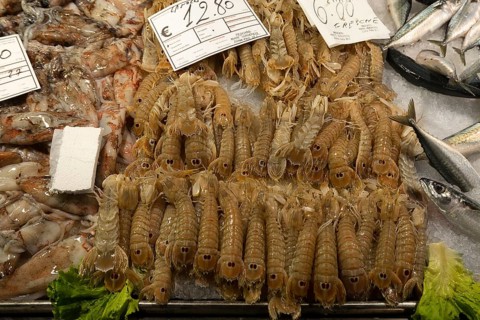 Fresh prawns (Penaeidae) on ice
