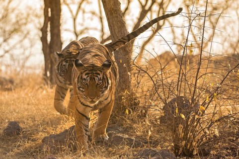 Tiger (Panthera tigris tigris)