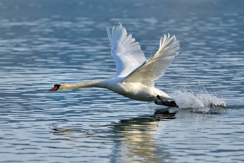 Mute swan (Cygnus olor)