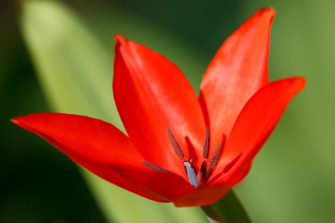 Red tulip