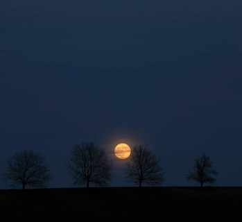 Full moon behind a row of trees