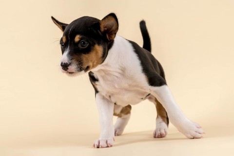 Basenji or Congo Terrier (Canis lupus familiaris)