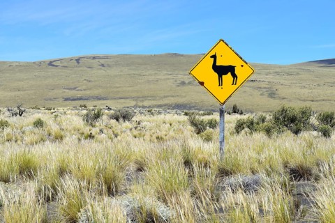 Steppe with shield Attention Llama