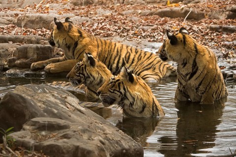A family of four tigers (Panthera tigris tigris)