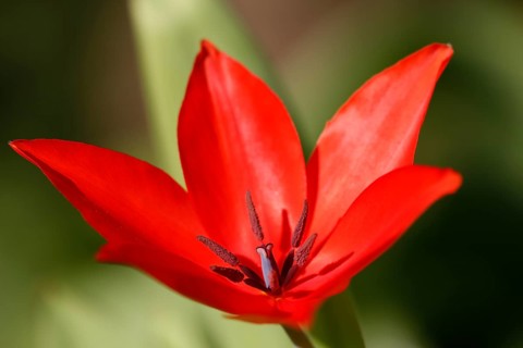 Red tulip