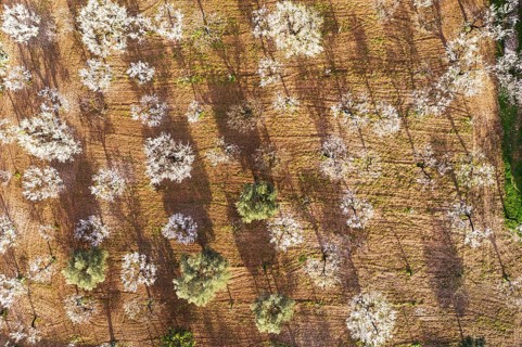 Almond blossom