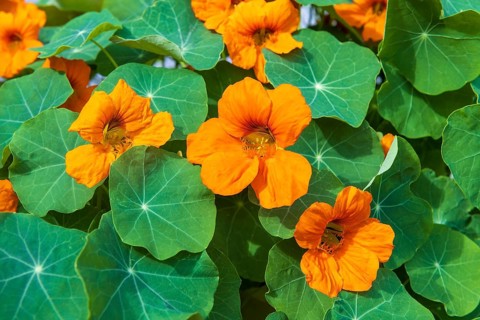 Orange flowering nasturtium (Tropaeolum majus)