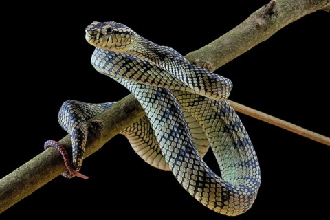 Sumatran Pitviper (Trimeresurus sumatranus) Captive