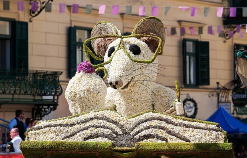 Narcissus Festival