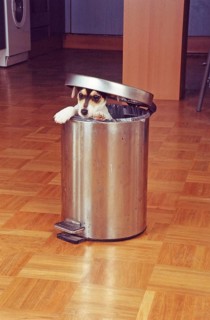 Jack Russell Terrier tries to raid the trash can