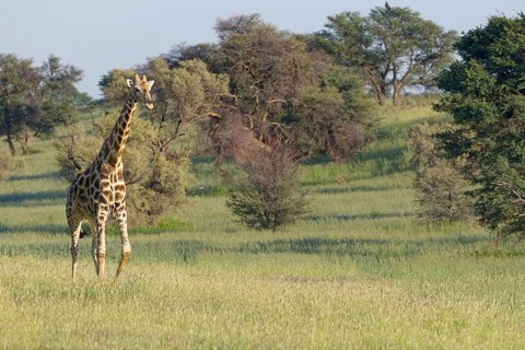 South African giraffe (Giraffa camelopardalis giraffa)