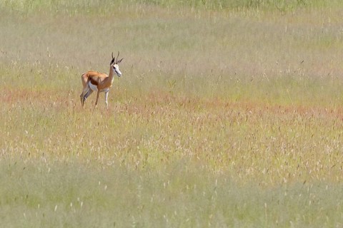 Springbok (Antidorcas marsupialis)