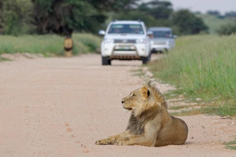 Black-maned lions (Panthera leo vernayi)