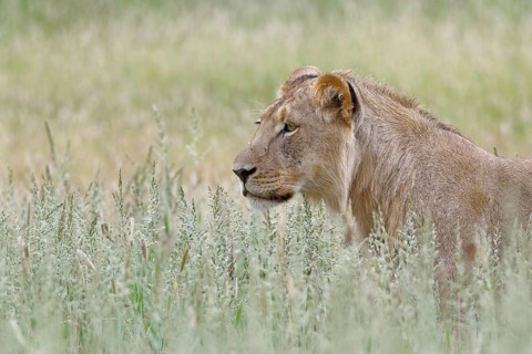 Black-maned lion (Panthera leo vernayi)