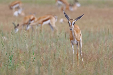 Springbok (Antidorcas marsupialis)