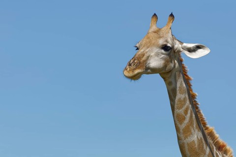 South African giraffe (Giraffa camelopardalis giraffa)