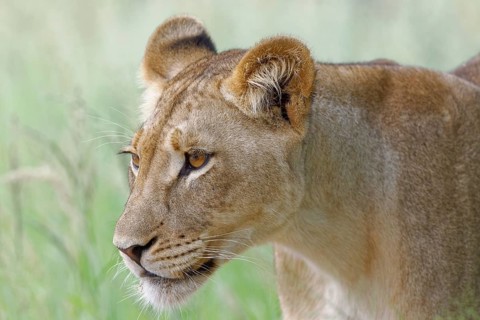 Lioness (Panthera leo)