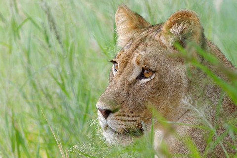 Lioness (Panthera leo)