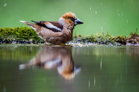 Hawfinch (Coccothraustes coccothraustes)